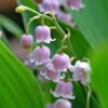 'Rosea' Lily Of The Valley -Plant Series 562 Convallaria rosea 1