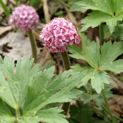 Umbrella Plant -Plant Series 563 Darmera peltata umbrella 3