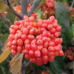 Tandoori Orange® Linden Viburnum -Plant Series 565 2158 popup