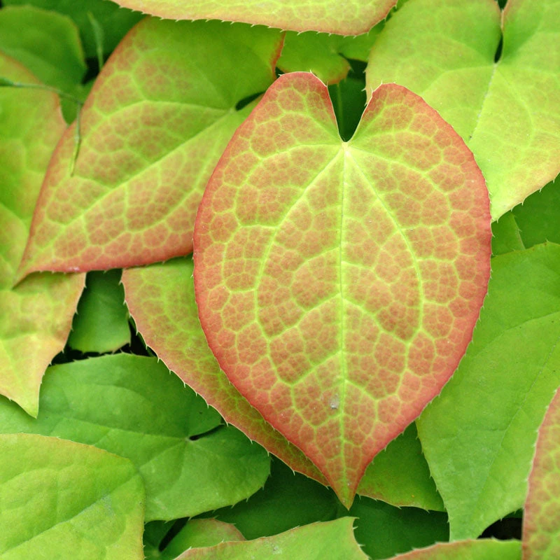 'Orange Queen' Barrenwort 4 'Orange Queen' Barrenwort - Image 2