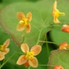 'Orange Queen' Barrenwort 2 'Orange Queen' Barrenwort -Plant Series 566 Epimedium orange queen 3