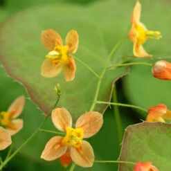 'Orange Queen' Barrenwort