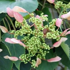 Rose Sensation™ False Hydrangea Vine 6 Rose Sensation™ False Hydrangea Vine -Plant Series 566 2162 popup