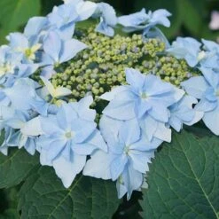 Tuff Stuff Ah-Ha® Mountain Hydrangea 9 Tuff Stuff Ah-Ha® Mountain Hydrangea -Plant Series 567 2164 popup