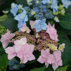 Tuff Stuff Ah-Ha® Mountain Hydrangea 10 Tuff Stuff Ah-Ha® Mountain Hydrangea -Plant Series 567 2166 popup