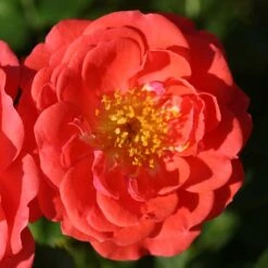 Oso Easy® Mango Salsa Rose -Plant Series 569 2175 popup