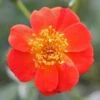 Oso Easy® Hot Paprika® Rose -Plant Series 570 2181 popup