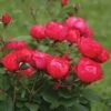 Oso Easy Double Red® Rose 2 Oso Easy Double Red® Rose -Plant Series 571 2177 popup