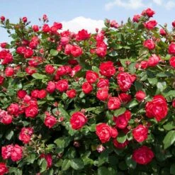 Oso Easy Double Red® Rose -Plant Series 571 2179 popup