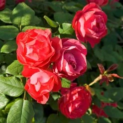 Oso Easy Double Red® Rose -Plant Series 571 2180 popup