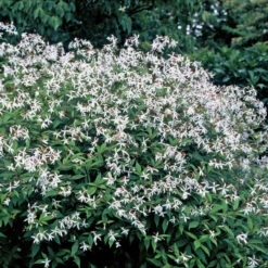 Bowman's Root -Plant Series 572 Gillenia trifoliata 1