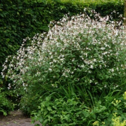 Bowman's Root -Plant Series 572 Gillenia trifoliata 4