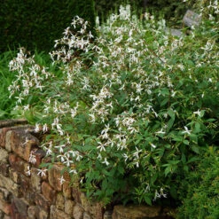 Bowman's Root -Plant Series 572 Gillenia trifoliata 5