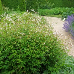 Bowman's Root -Plant Series 572 Gillenia trifoliata 6