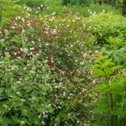 Bowman's Root -Plant Series 572 Gillenia trifoliata 8