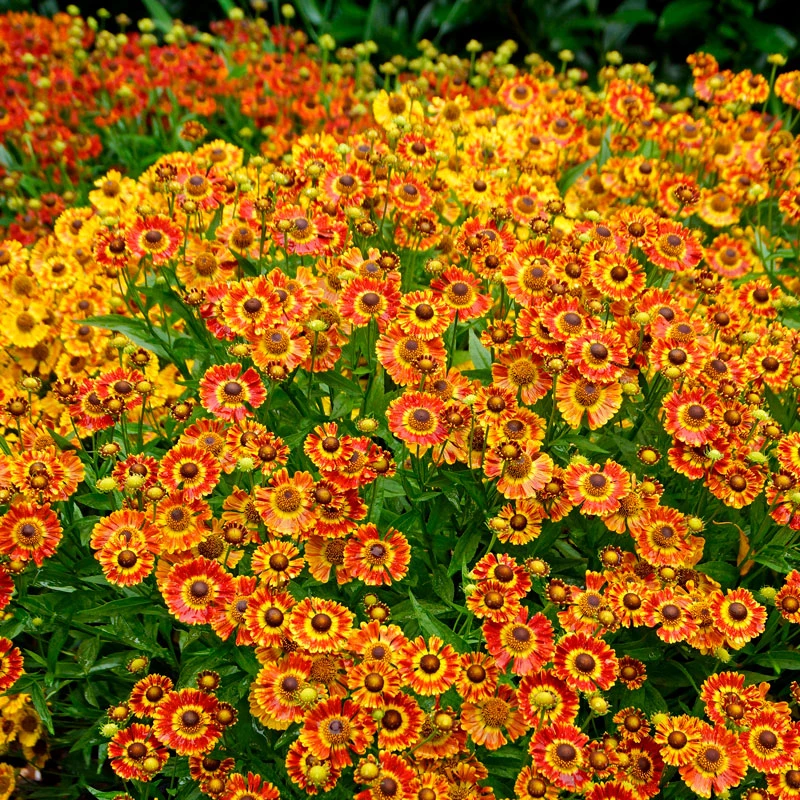 Mariachi™ 'Fuego' Helenium 3 Mariachi™ 'Fuego' Helenium