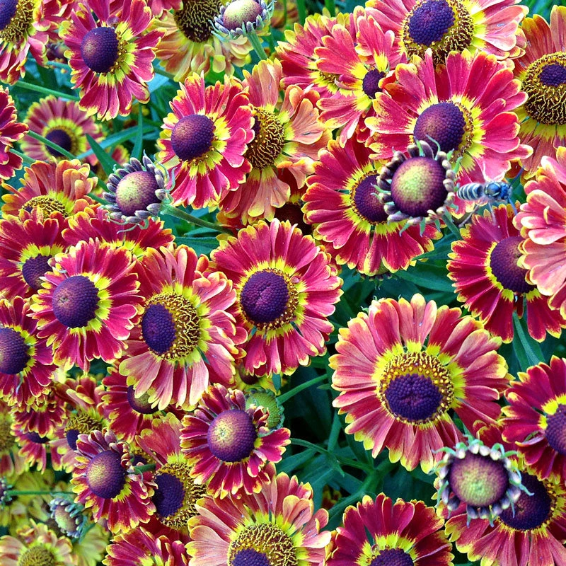 Mariachi™ 'Fuego' Helenium 4 Mariachi™ 'Fuego' Helenium - Image 2