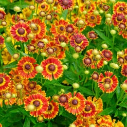 Mariachi™ 'Fuego' Helenium 7 Mariachi™ 'Fuego' Helenium -Plant Series 574 Helenium fuego 3