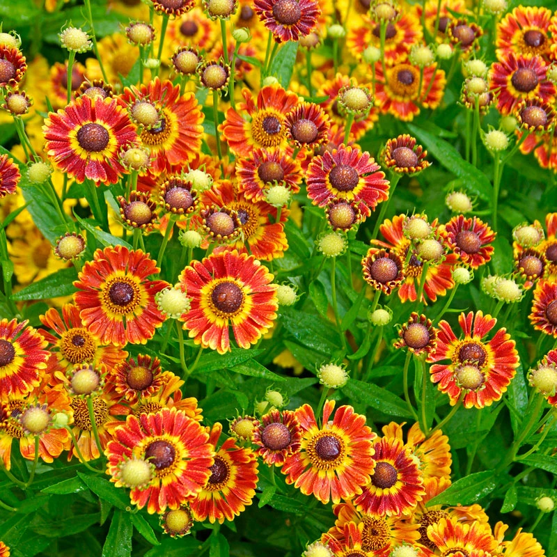 Mariachi™ 'Fuego' Helenium 5 Mariachi™ 'Fuego' Helenium - Image 3
