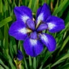 'I See Stars' Siberian Iris -Plant Series 576 Iris i see stars 1