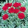 'Frosty Fire' Dianthus 2 'Frosty Fire' Dianthus -Plant Series 576 2221 popup sw