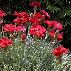 'Frosty Fire' Dianthus -Plant Series 576 2222 popup sw