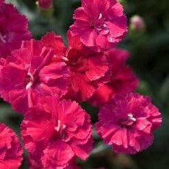 'Frosty Fire' Dianthus -Plant Series 576 2226 popup sw