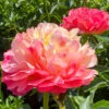 'Coral Sunset' Peony