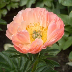 'Coral Sunset' Peony -Plant Series 577 Paeonia coral sunset 3