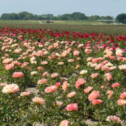 'Coral Sunset' Peony -Plant Series 577 Paeonia coral sunset 4