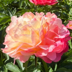 'Coral Sunset' Peony -Plant Series 577 Paeonia coral sunset 6