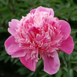 'Edulis Superba' Peony 12 'Edulis Superba' Peony -Plant Series 579 Paeonia edulis superba 4