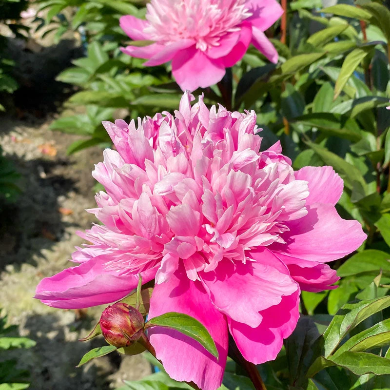 'Edulis Superba' Peony 8 'Edulis Superba' Peony - Image 6