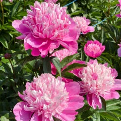 'Edulis Superba' Peony 15 'Edulis Superba' Peony -Plant Series 579 Paeonia edulis superba 7