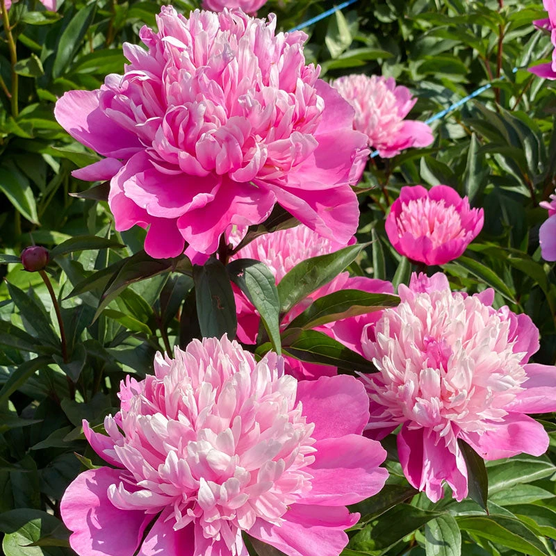 'Edulis Superba' Peony 9 'Edulis Superba' Peony - Image 7