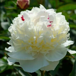 'Festiva Maxima' Peony -Plant Series 580 Paeonia festiva maxima 5