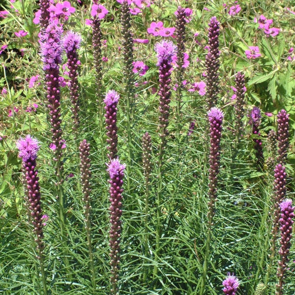 'Kobold' Blazing Star 4 'Kobold' Blazing Star - Image 2