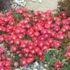 'Jewel Of Desert Ruby' Ice Plant -Plant Series 582 2239 popup sw