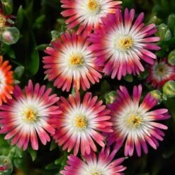 'Jewel Of Desert Ruby' Ice Plant -Plant Series 582 2240 popup sw