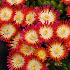 'Jewel Of Desert Ruby' Ice Plant -Plant Series 582 2241 popup sw