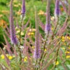 'Fascination' Culver's Root -Plant Series 583 Veronicastrum fascination 1