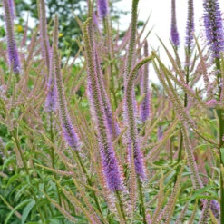 'Fascination' Culver's Root 9 'Fascination' Culver's Root -Plant Series 583 Veronicastrum fascination 4