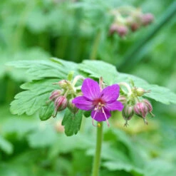 'Bevan's Variety' Cranesbill -Plant Series 584 Geranium bevans variety 3