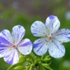 'Delft Blue' Cranesbill -Plant Series 585 Geranium Delft blue 1