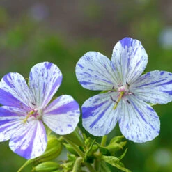 'Delft Blue' Cranesbill