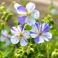 'Delft Blue' Cranesbill -Plant Series 585 Geranium Delft blue 4