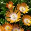 'Jewel Of Desert Topaz' Ice Plant -Plant Series 585 2253 popup sw