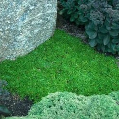 'Jewel Of Desert Topaz' Ice Plant -Plant Series 585 2256 popup sw