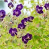 'Raven' Cranesbill -Plant Series 586 Geranium raven 1