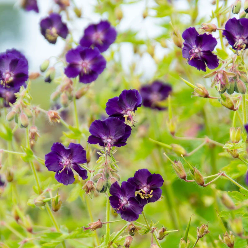 'Raven' Cranesbill 3 'Raven' Cranesbill